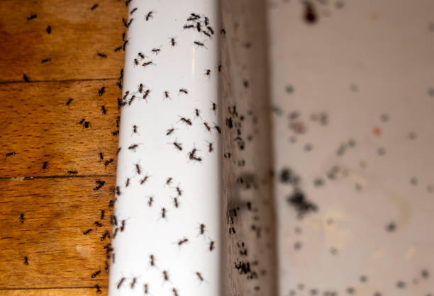 Best Pest Removal Services  in Roaming Shores, OH
