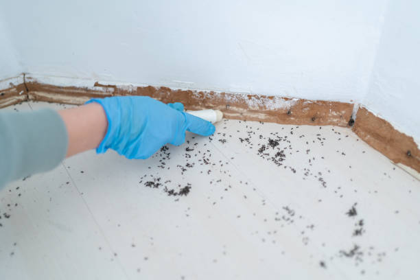 Best Flea Control Services  in Roaming Shores, OH